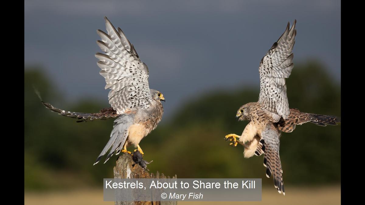 08_Kestrels, About to Share the Kill_Mary Fish